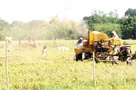 Bigger PH palay harvest seen in first half of 2018