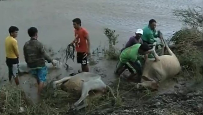 #LawinPH: Men pull dead cows out of the water in Cabagan, Isabela