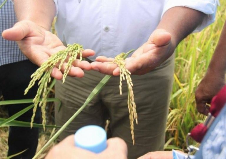 The Philippines could be rice sufficient by Y2020