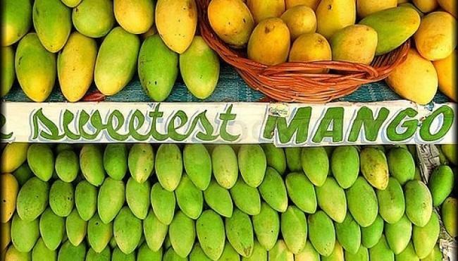 Why Guimaras exports the only mangoes allowed in the White House and Buckingham Palace