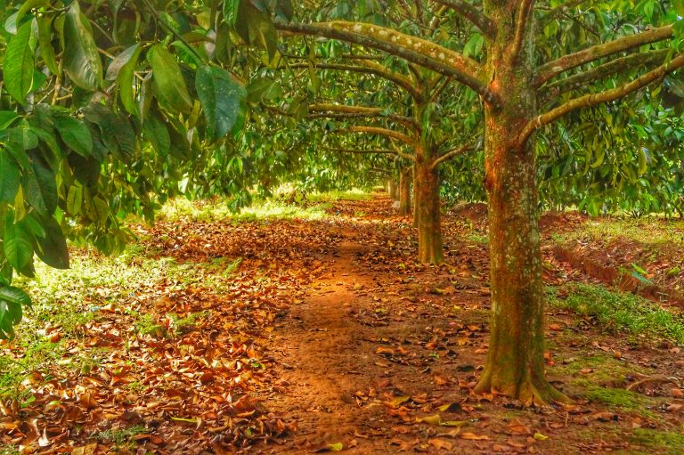 AgriNow: Chocolates Mitigate Climate Change in PH