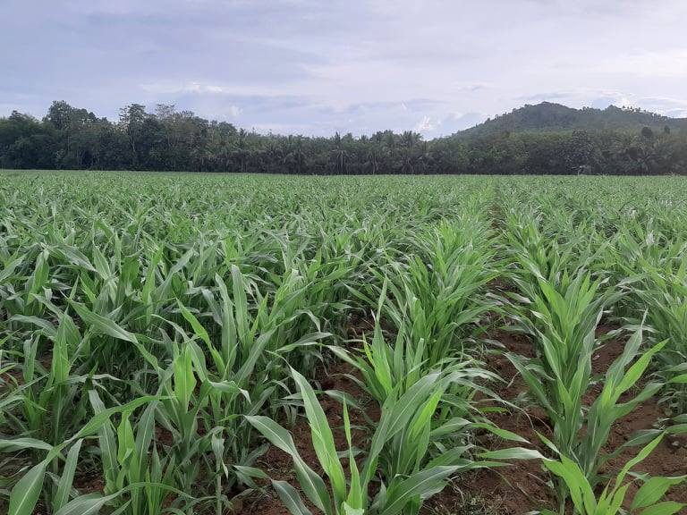 DA’s Sorghum Pilot Farm Performs Well