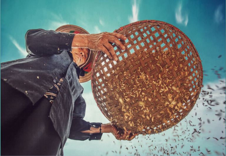 AgriNow: Early Maturing Varieties of Rice for Dry Season