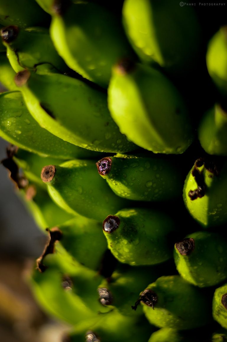 PH regains as 2nd top exporter of banana