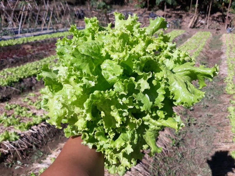 Ilocos’ Romaine Organics Bagged Product Quality Excellence Award