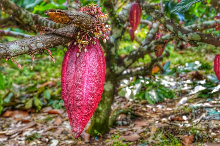 More Opportunities for Philippine Cacao