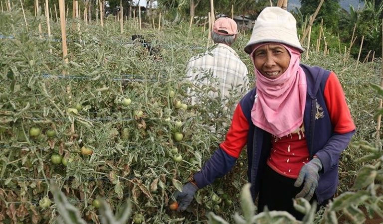 Workers in Agriculture Dominated Davao Region Workers in Agriculture Dominated Davao Region