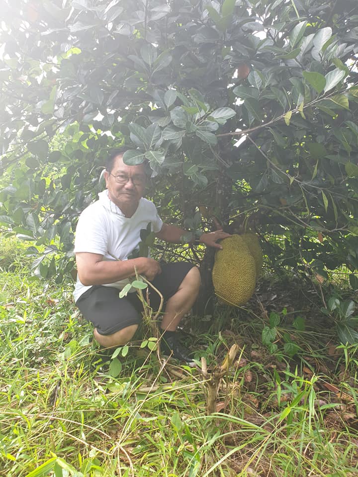 Piñol Introduced the Cultivation of Abuyog Sweet Jackfruit