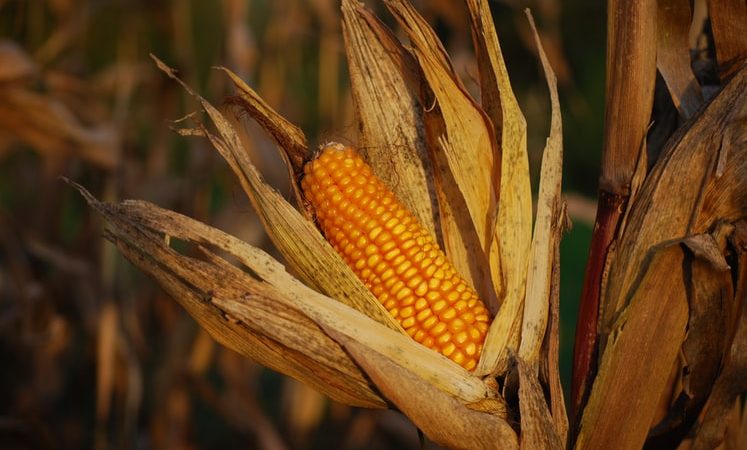 Aboitiz Helps Marawi in Boosting Corn Production Aboitiz Helps Marawi in Boosting Corn Production