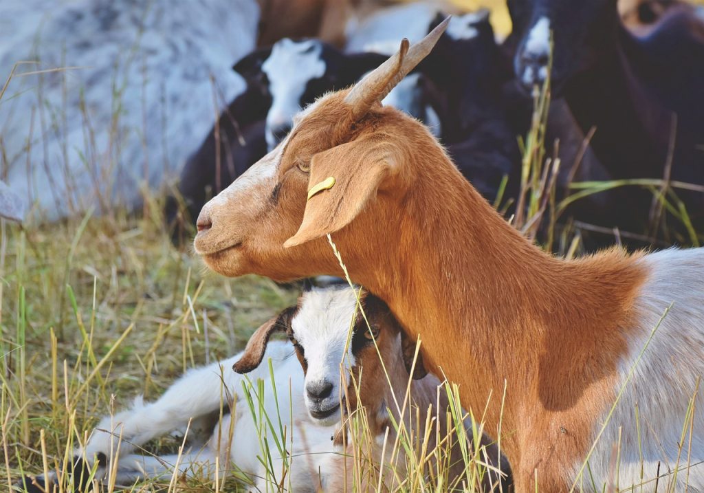dairy goat farming