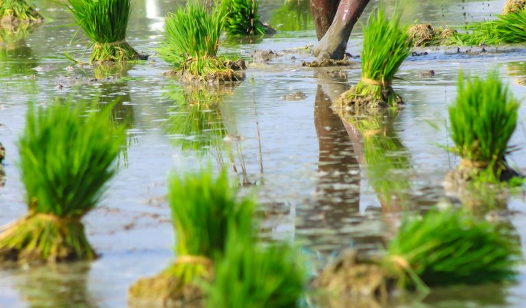 DOF and DA to expand cash assistance for rice farmers DOF and DA to expand cash assistance for rice farmers