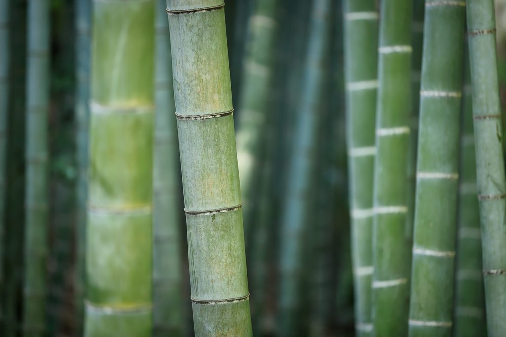 bamboo production