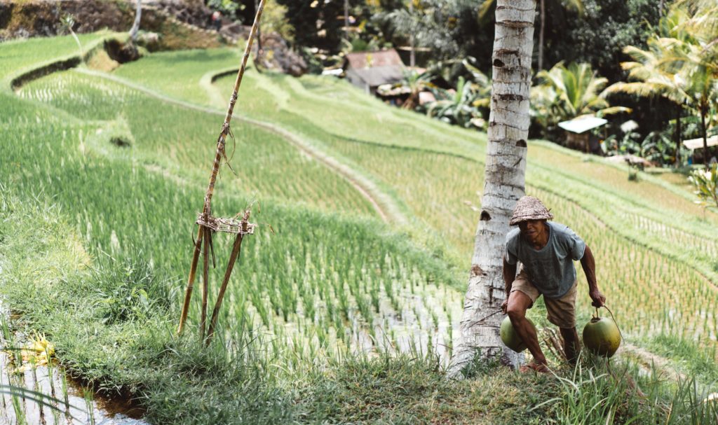 present impact of rice tariffication