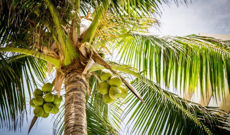 PHL Urges More Seaweed and Coconut Exports PHL Urges More Seaweed and Coconut Exports