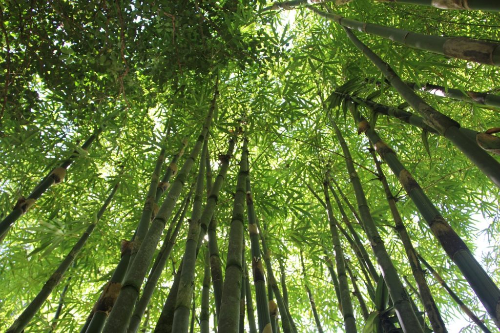 development of bamboo industry
