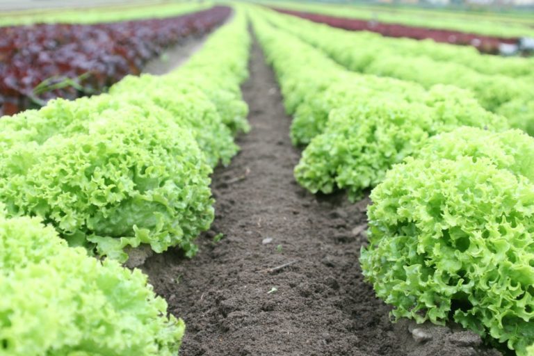 PH to lead in establishing farm tourism in asia
