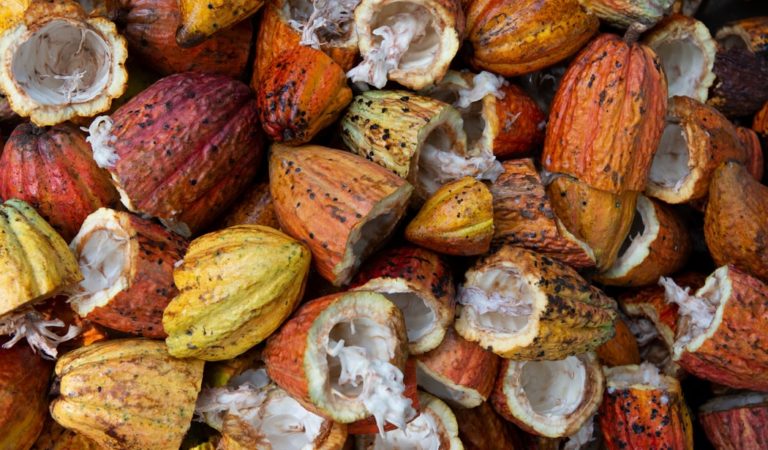 Western Visayas aims 1.5 MT of Cacao Production in 2022 Western Visayas aims 1.5 MT of Cacao Production in 2022