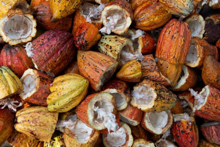 cacao production