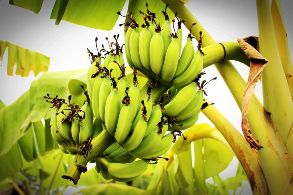 banana industry stakeholders