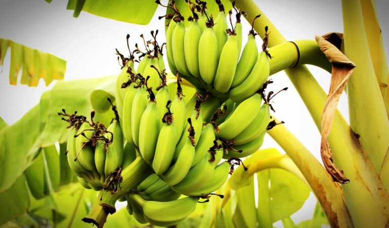 DA and Banana Industry Stakeholders to Combat Panama DA and Banana Industry Stakeholders to Combat Panama