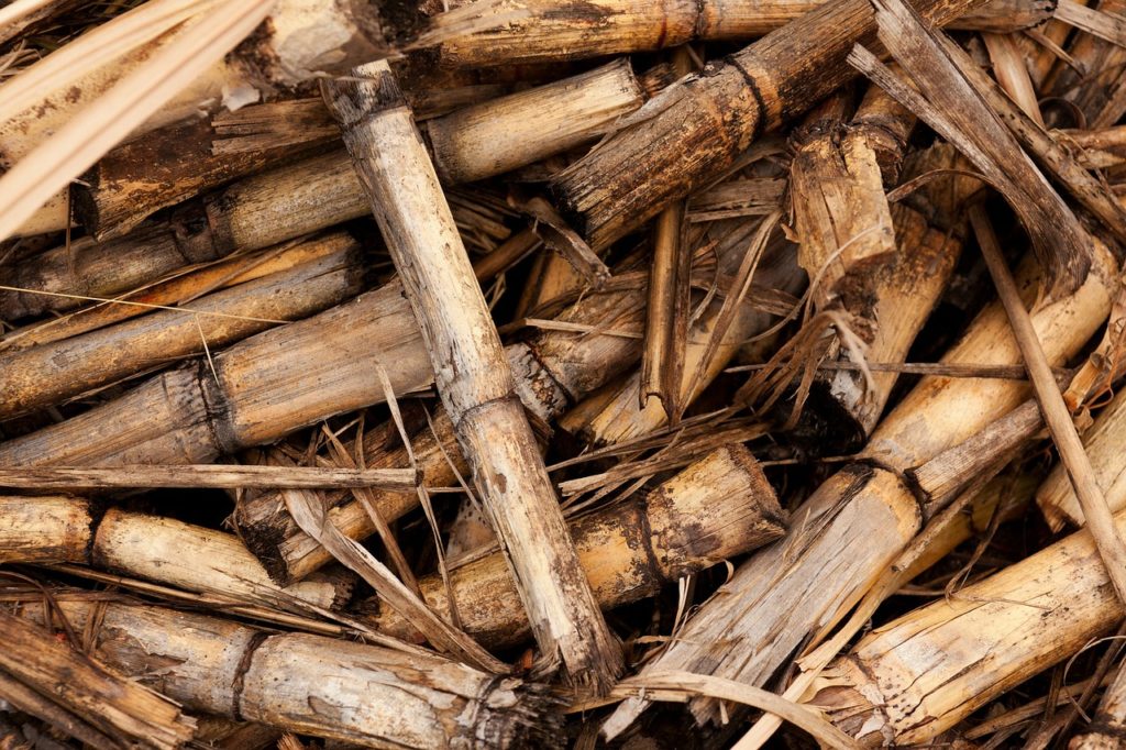 sugarcane as animal feedss