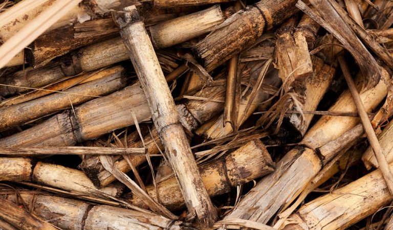 DA-PhilMech Eyed Sugarcane Waste as Animal Feeds DA-PhilMech Eyed Sugarcane Waste as Animal Feeds