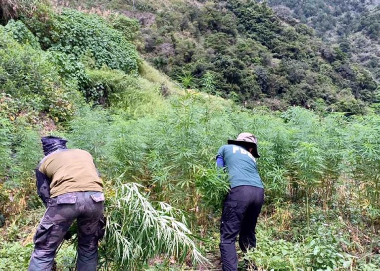 PDEA with the PNP Conducted a Series of Raids on Marijuana Plantations in the Philippines