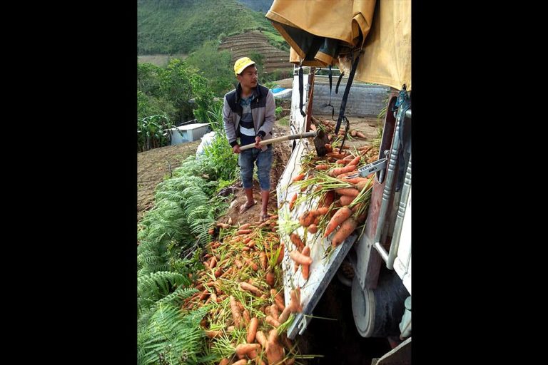benguet farmers