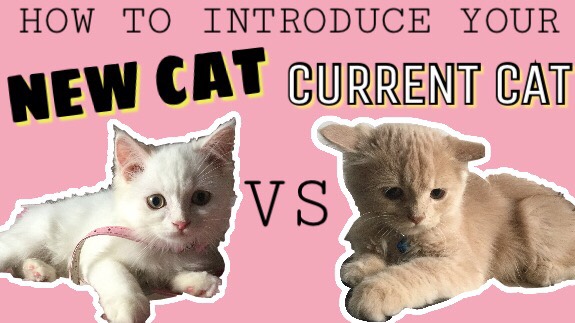 How to Introduce your new kitten to your current kitten