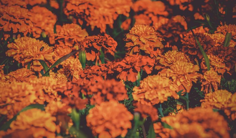 Which Ornamental Flowers Repel Pesky Insects? Which Ornamental Flowers Repel Pesky Insects?