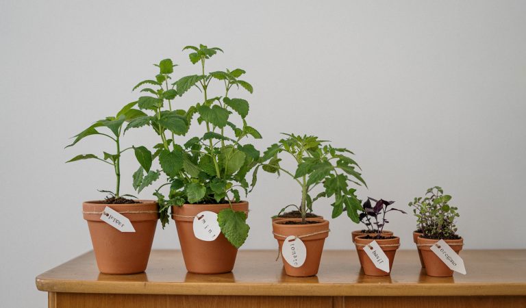 Herbs: Repel Pests and Insects Naturally with Ease Herbs: Repel Pests and Insects Naturally with Ease